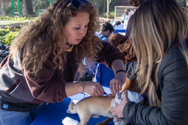microchip_chicureo_2018 (4)