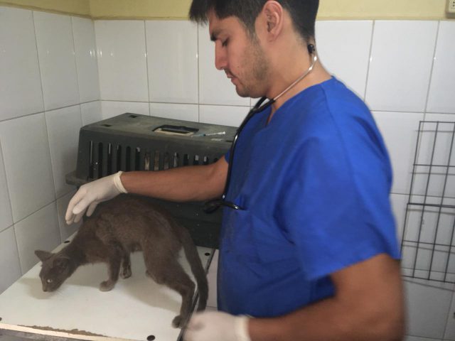 esterilizacion_felinos_ene_2019 (3)