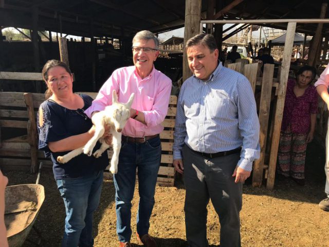 pasto_las_condes_sep_2019 (2)